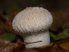20191019-HogeVuursche-1004