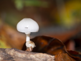 20191019-HogeVuursche-1009