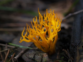 20191019-HogeVuursche-1015