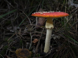 20191019-HogeVuursche-1019