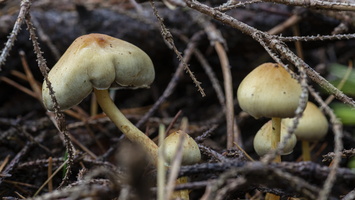 20191019-HogeVuursche-1028