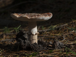 20191019-HogeVuursche-1031