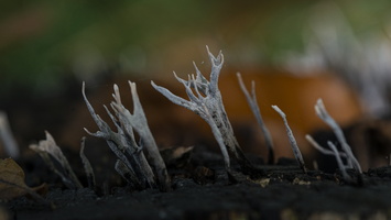 20191019-HogeVuursche-1033