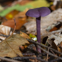 20191019-HogeVuursche-1034