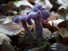 20191019-HogeVuursche-1037