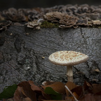 20191019-HogeVuursche-1039