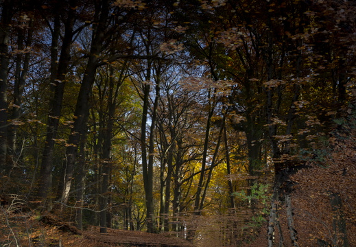 20191117-Corversbos-1001