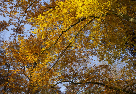 20191117-Corversbos-1005