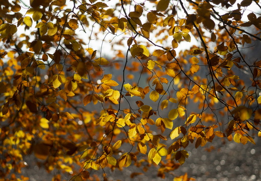 20191117-Corversbos-1008