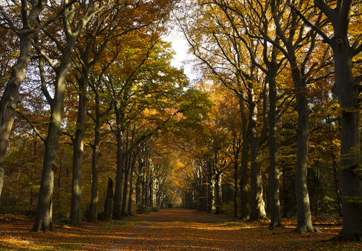 20191117-Corversbos-1011