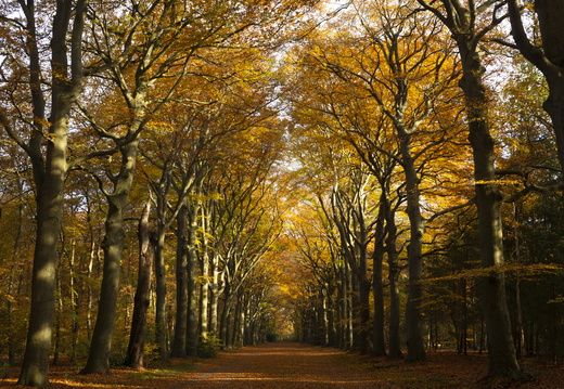 20191117-Corversbos-1012