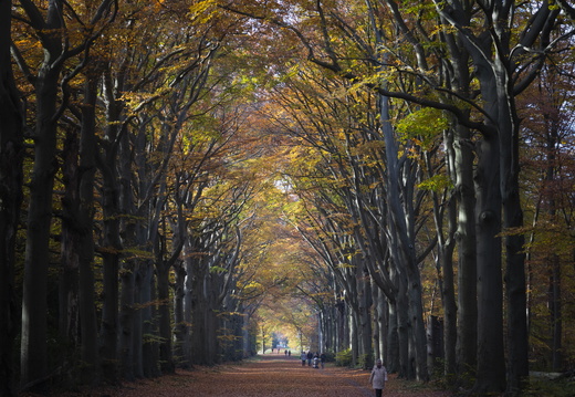20191117-Corversbos-1016