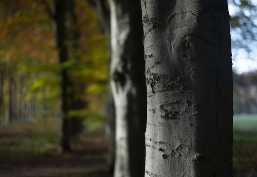 20191117-Corversbos-1019