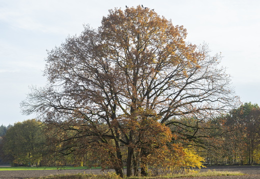 20191117-Corversbos-1023