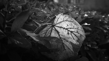 20191201-X100F-Vecht-126