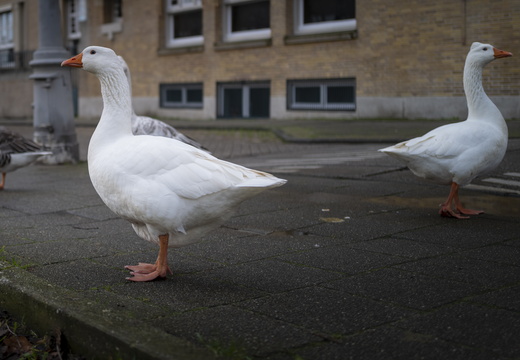 20191223-Amsterdam-1010
