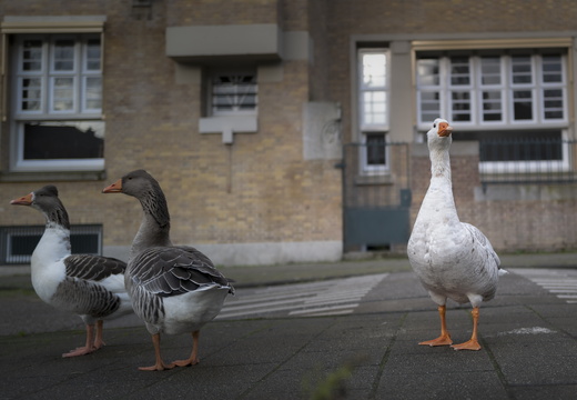 20191223-Amsterdam-1012