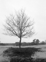 20191228-CanonP-FP4-Kootwijkerzand-126