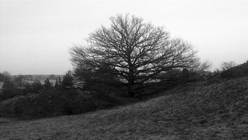 20191228-CanonP-FP4-Kootwijkerzand-134
