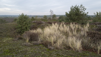 20191228-Q2-Kootwijkerzand-121