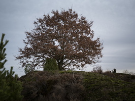20191228-Q2-Kootwijkerzand-125