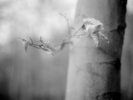 20200126-XD7-FP4-Corversbos-104