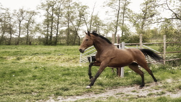 20200425-Morgenstond-154