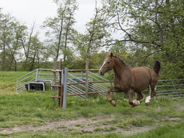 20200425-Morgenstond-156