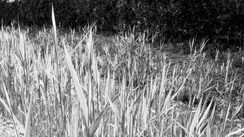 20200430-Vecht-217