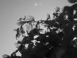 20200504-FM3a-28mm-FP4-Vecht-104