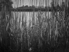 20200504-FM3a-28mm-FP4-Vecht-115