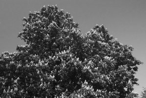 20200504-FM3a-28mm-FP4-Vecht-218