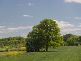 20200505-Loenen-137