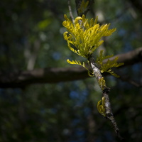 20200511-D800-Loenen-106