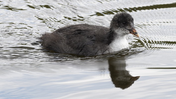 20200515-D800-Vecht-110