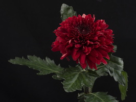 20200601-D800-Bloemen-102