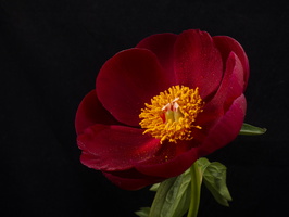 20200601-D800-Bloemen-105