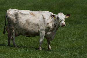 20200601-D800-Loenen-128