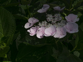200703-Loenen-102