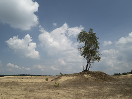 20200718-Q2-Kootwijkerzand-114
