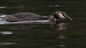 20200724-D800-Loenen-124