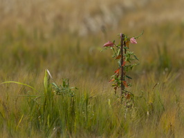 20200726-D800-Fietsen-116