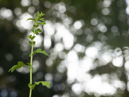 20200824-Loenen-118