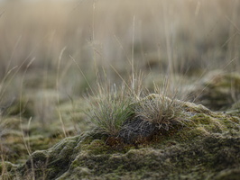 20200926-Kootwijkerzand-105