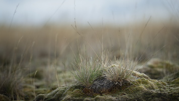 20200926-Kootwijkerzand-106