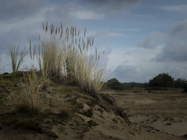20200926-Kootwijkerzand-108