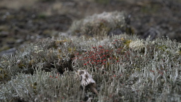 20200926-Kootwijkerzand-125