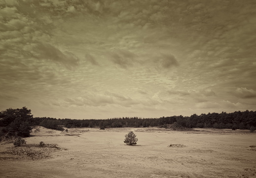 20200926-Kootwijkerzand-141