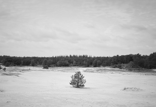 20200926-Kootwijkerzand-142