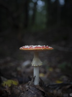 20201003-Paddestoelen-130